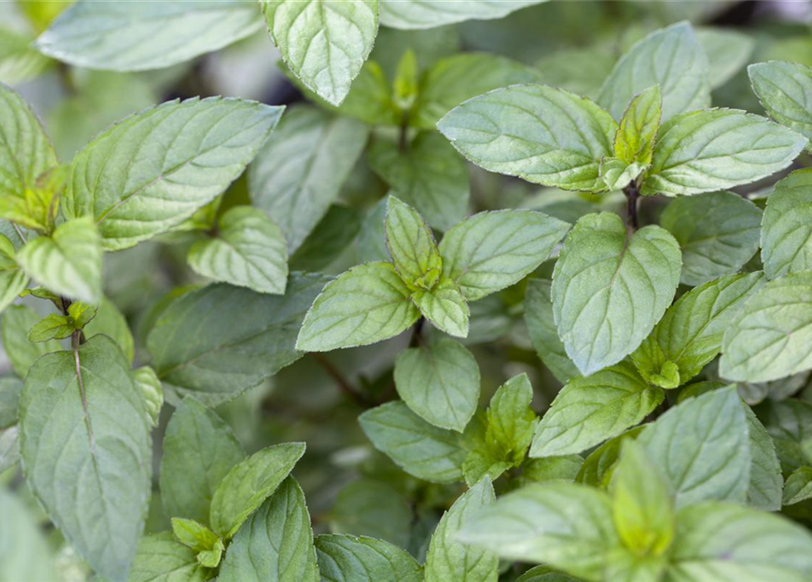 Mentha piperita Chocolate