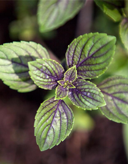 Mentha piperita Chocolate