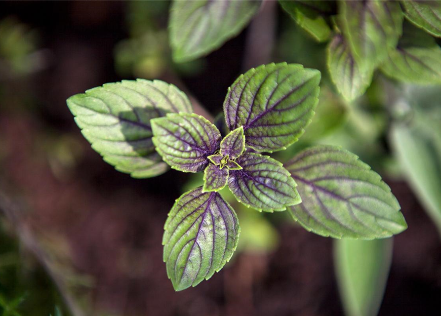 Mentha piperita Chocolate