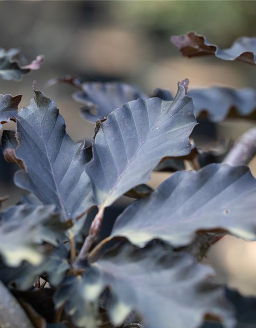 Fagus sylvatica Rohan Weeping