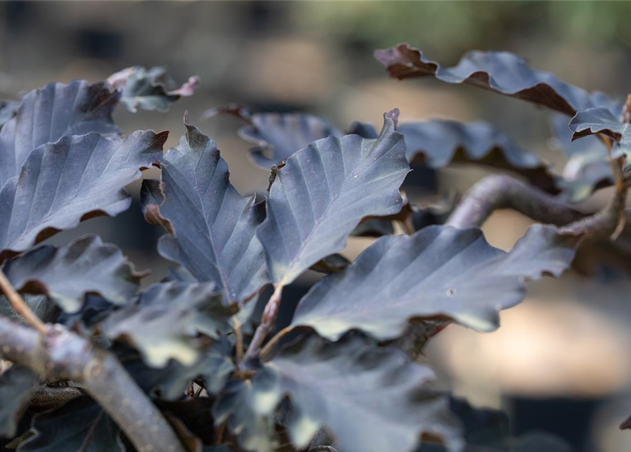 Fagus sylvatica Rohan Weeping