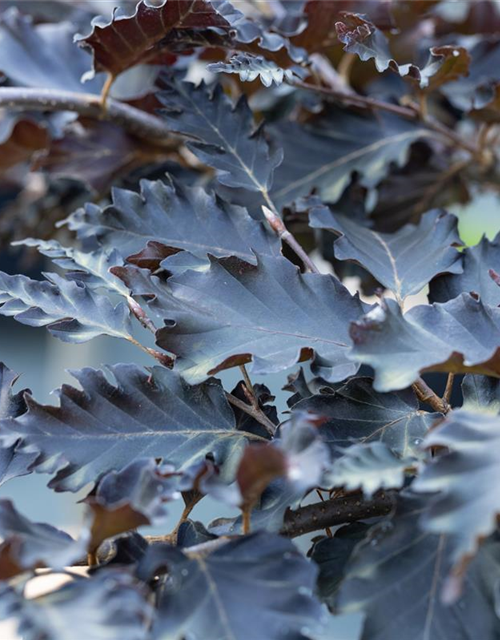 Fagus sylvatica Rohan Weeping