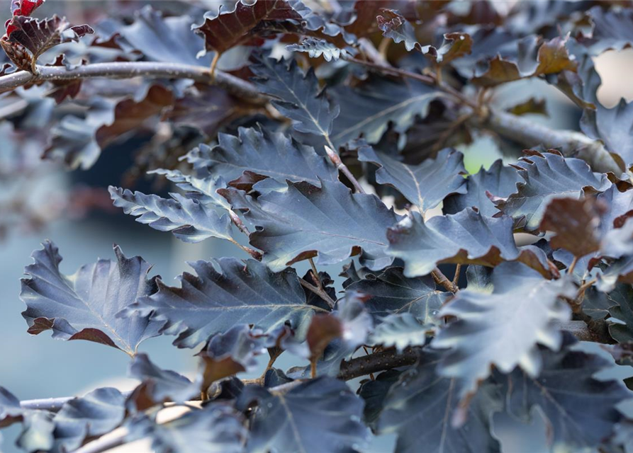 Fagus sylvatica Rohan Weeping