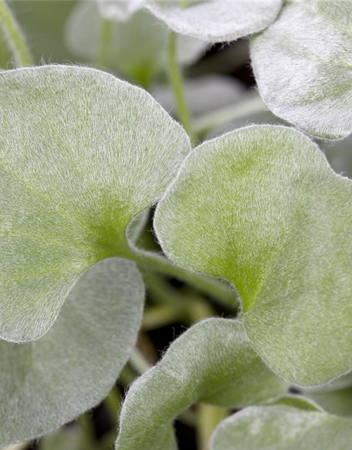 Dichondra argentea Silver Falls