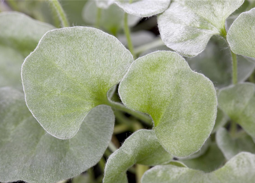 Dichondra argentea Silver Falls