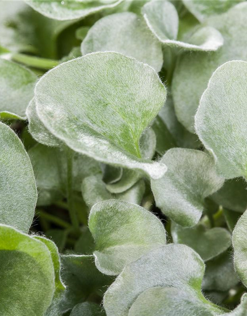 Dichondra argentea Silver Falls