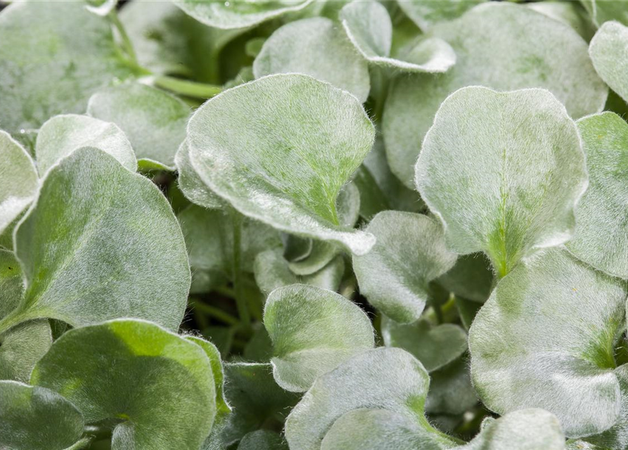 Dichondra argentea Silver Falls