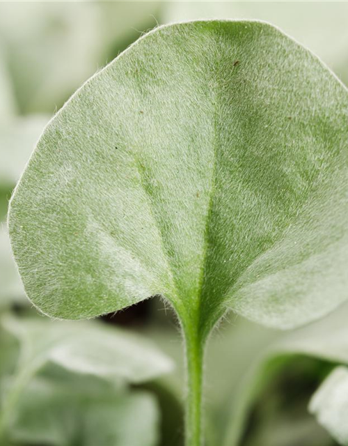 Dichondra argentea Silver Falls