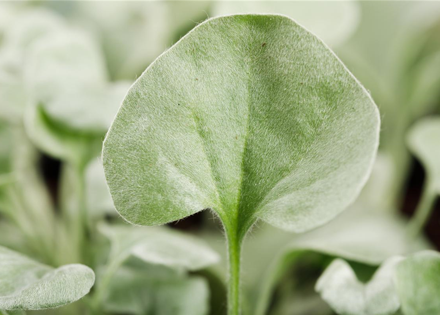 Dichondra argentea Silver Falls