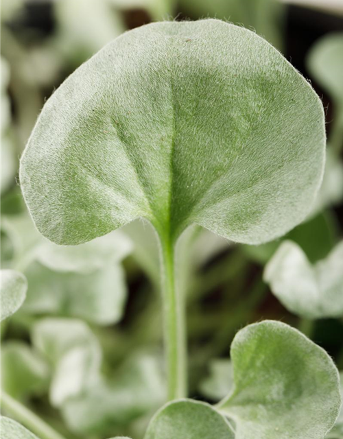 Dichondra argentea Silver Falls