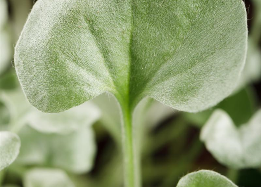 Dichondra argentea Silver Falls