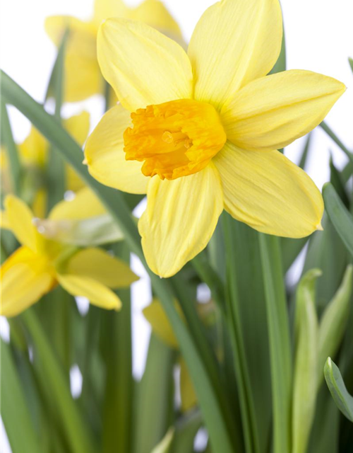 Narcissus cyclamineus Jetfire