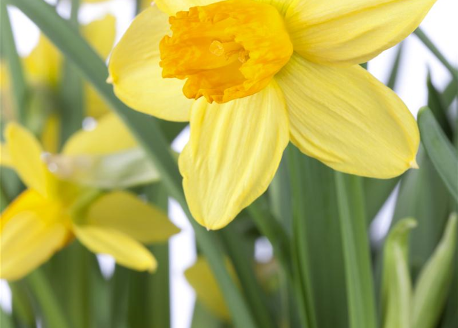 Narcissus cyclamineus Jetfire