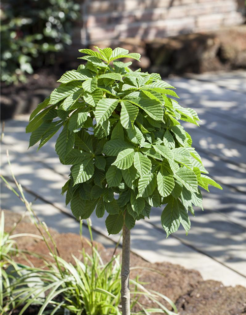 Aesculus hippocastanum Monstrosa