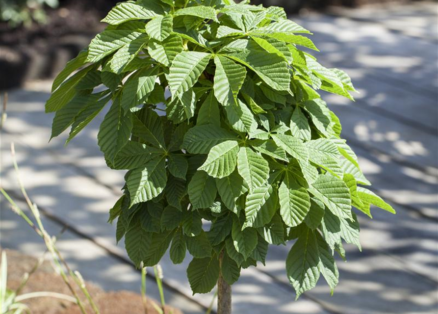 Aesculus hippocastanum Monstrosa