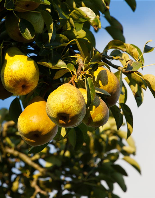 Pyrus communis Gellerts Butterbirne