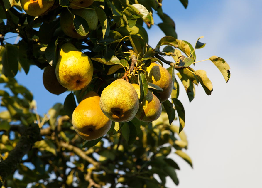 Pyrus communis Gellerts Butterbirne