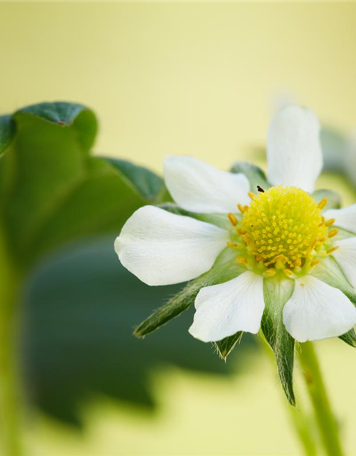 Fragaria ananassa Elan