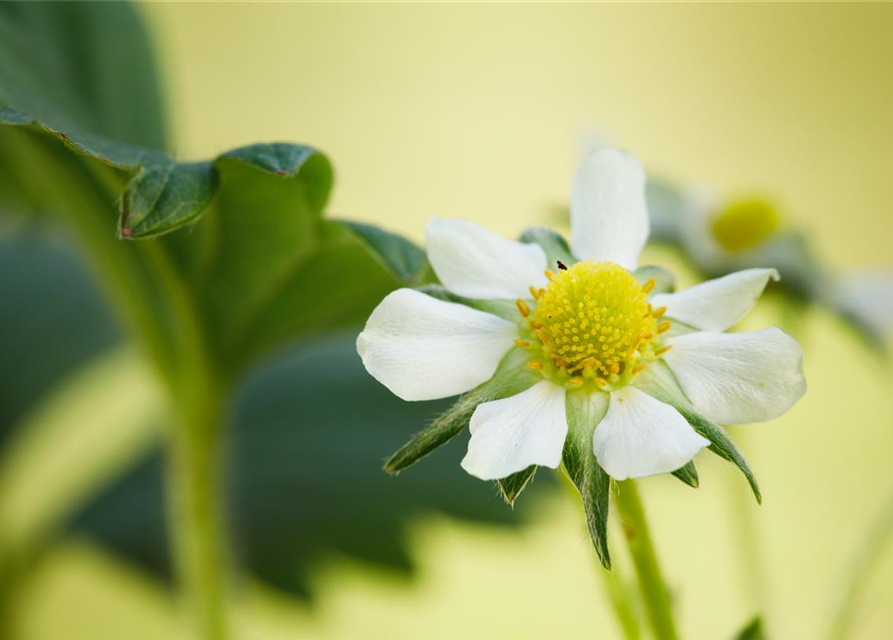 Fragaria ananassa Elan