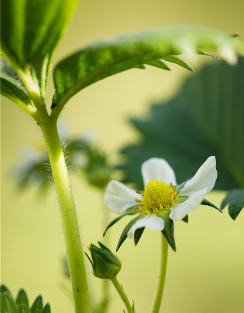 Fragaria ananassa Elan