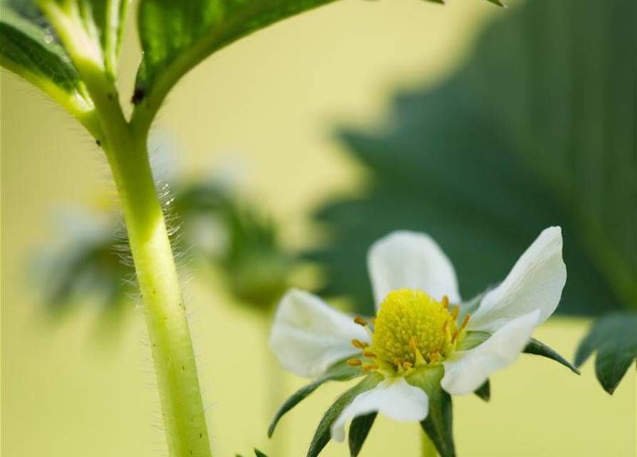 Fragaria ananassa Elan