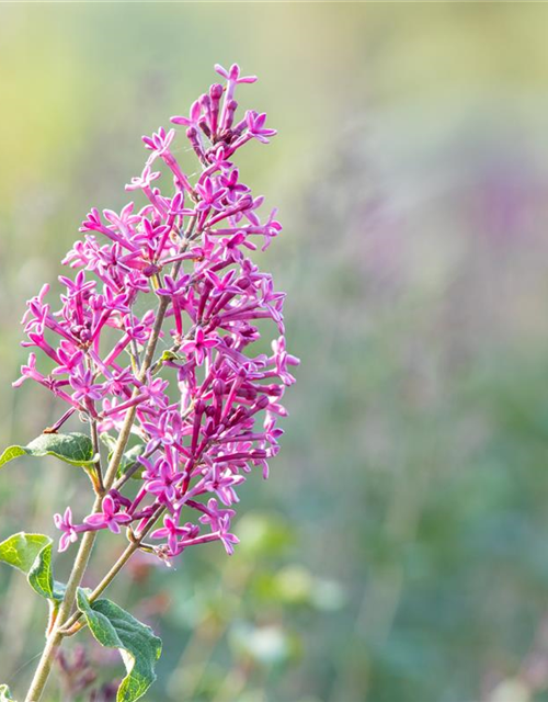 Syringa Bloomerang Dark Purple