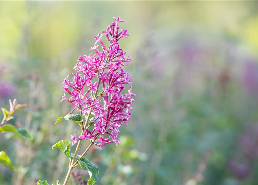 Syringa Bloomerang Dark Purple