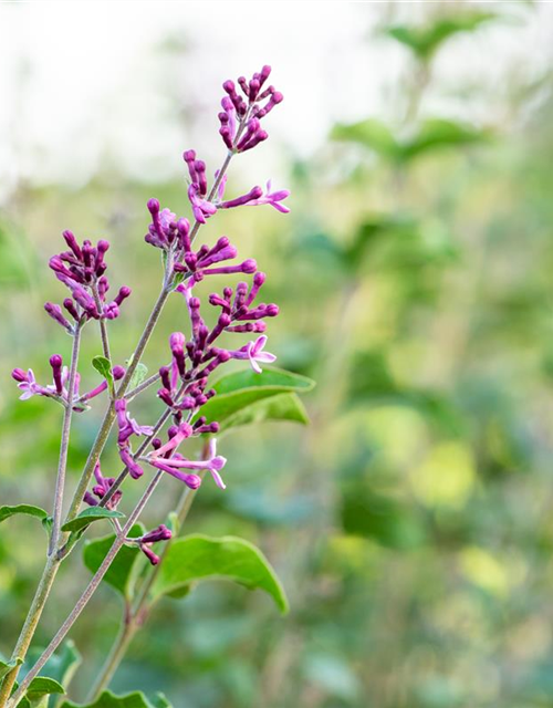 Syringa Bloomerang Dark Purple