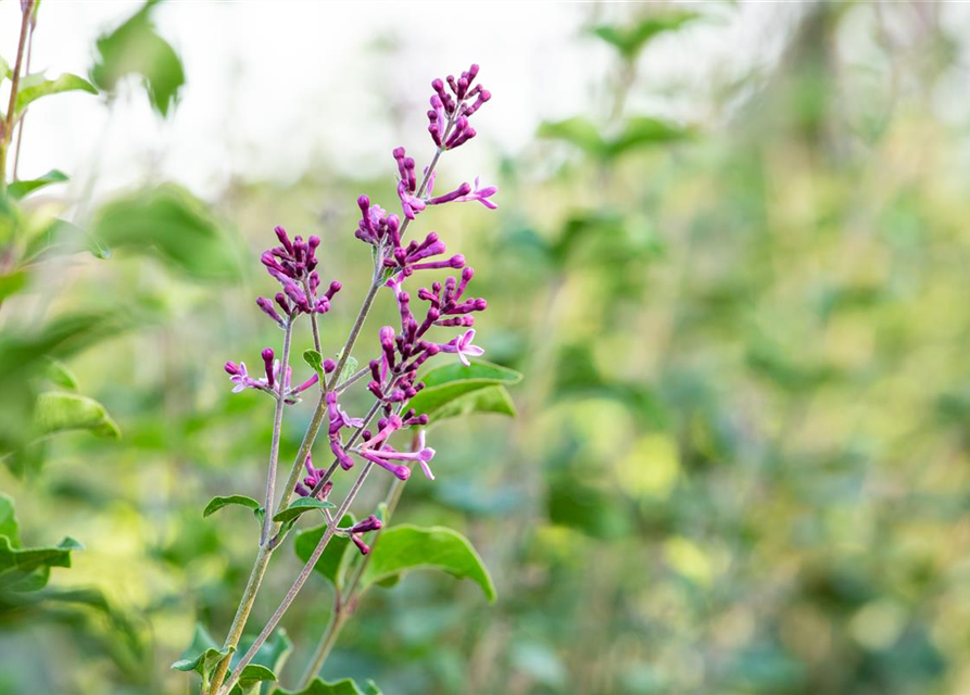 Syringa Bloomerang Dark Purple