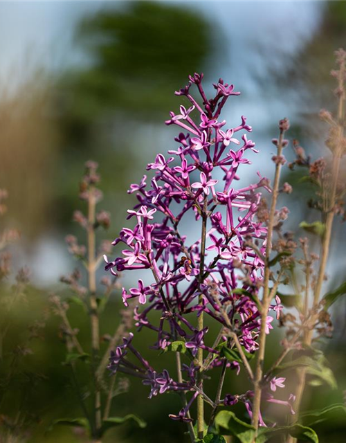 Syringa Bloomerang Dark Purple