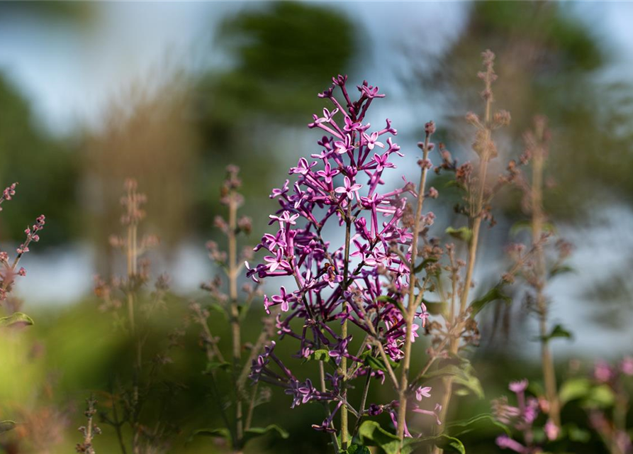 Syringa Bloomerang Dark Purple