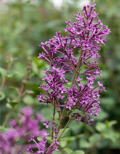 Syringa Bloomerang Dark Purple