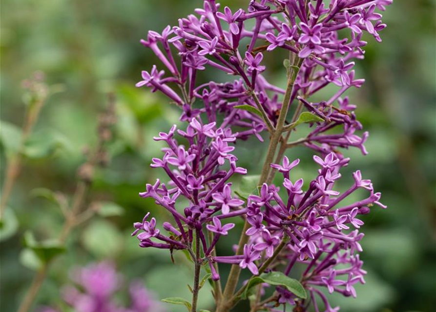 Syringa Bloomerang Dark Purple