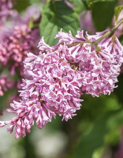 Syringa Bloomerang Pink Perfume