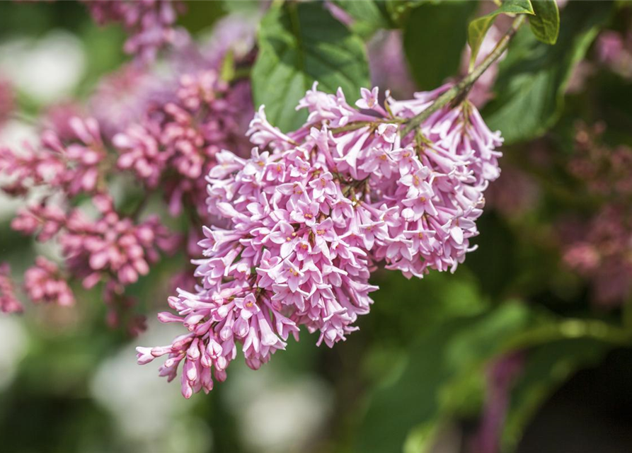 Syringa Bloomerang Pink Perfume