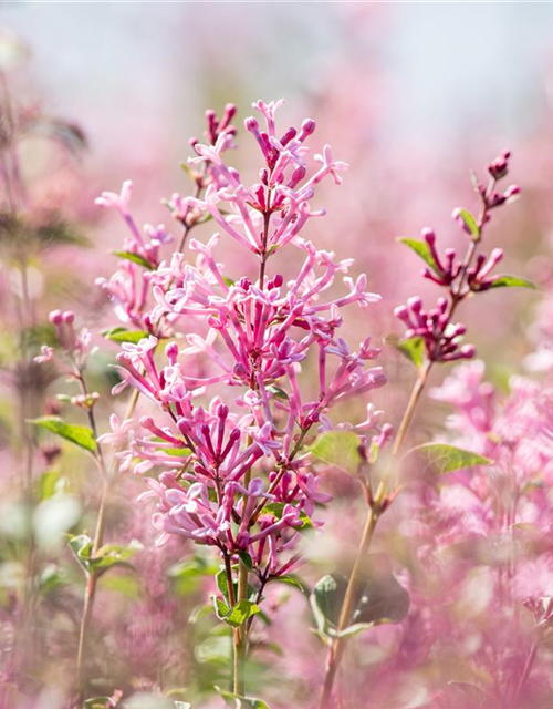 Syringa Bloomerang Pink Perfume