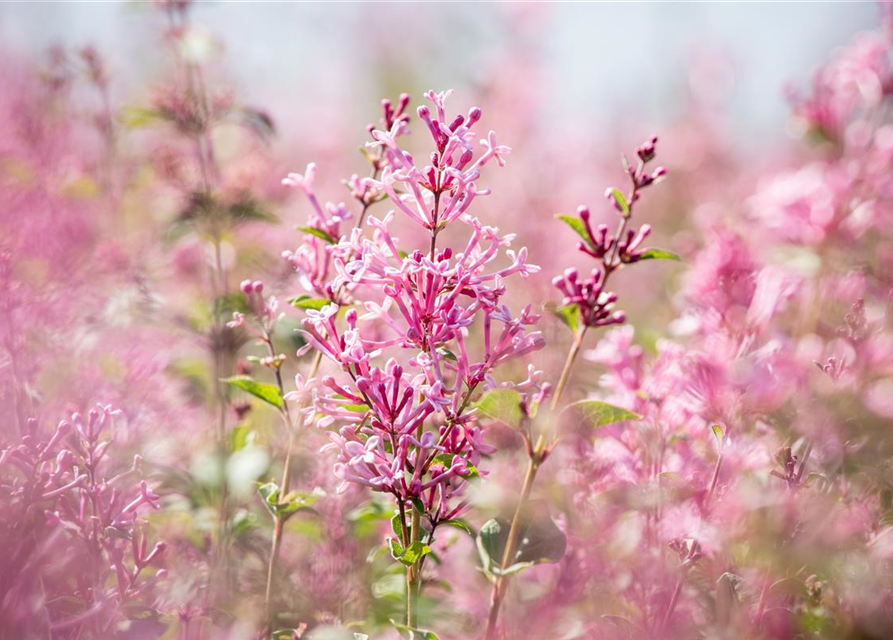 Syringa Bloomerang Pink Perfume