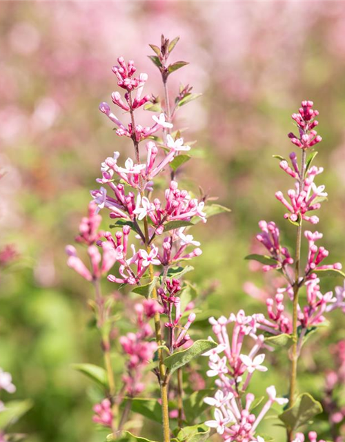 Syringa Bloomerang Pink Perfume