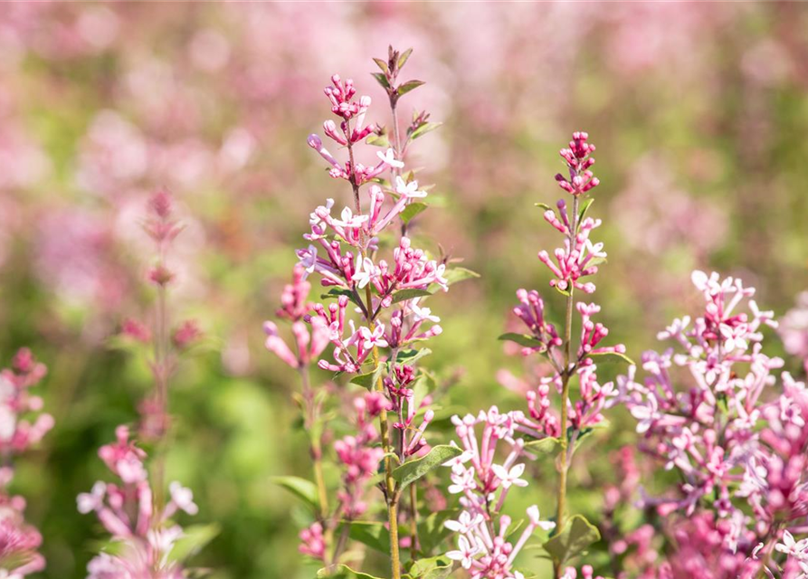 Syringa Bloomerang Pink Perfume