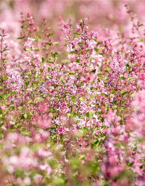 Syringa Bloomerang Pink Perfume