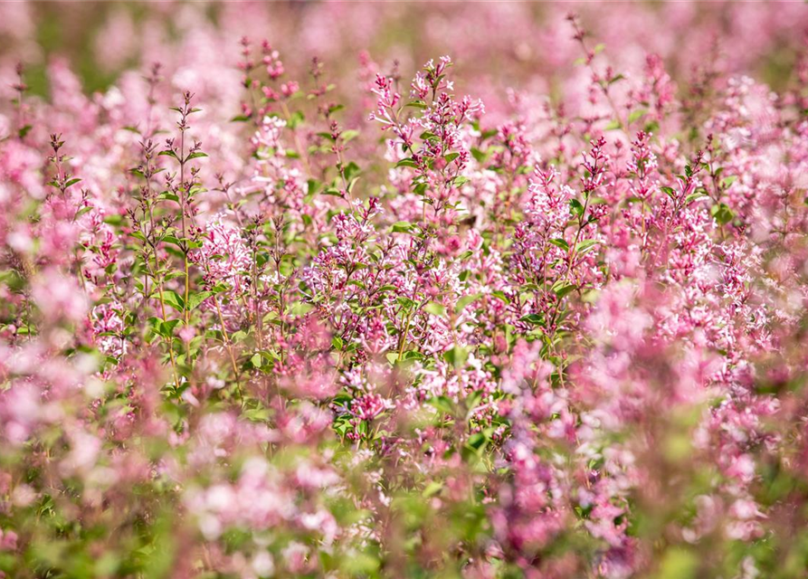 Syringa Bloomerang Pink Perfume