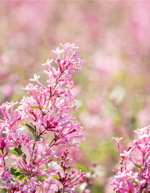 Syringa Bloomerang Pink Perfume