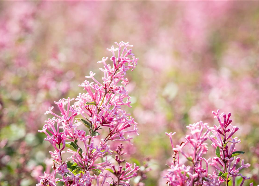 Syringa Bloomerang Pink Perfume