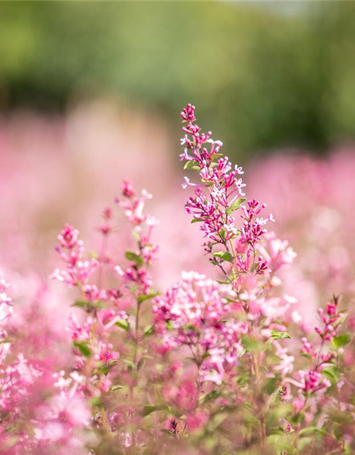 Syringa Bloomerang Pink Perfume