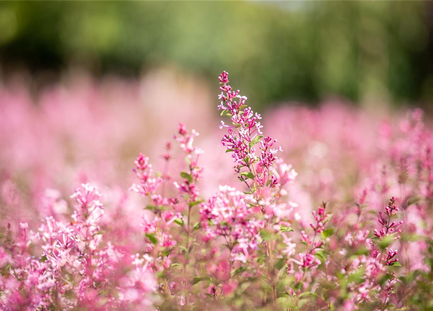 Syringa Bloomerang Pink Perfume