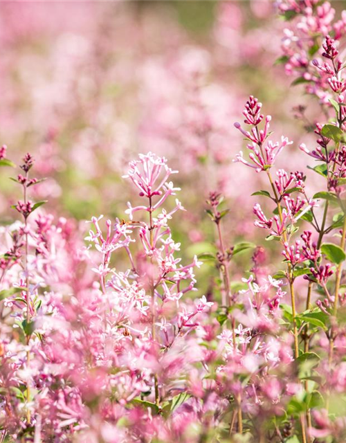 Syringa Bloomerang Pink Perfume