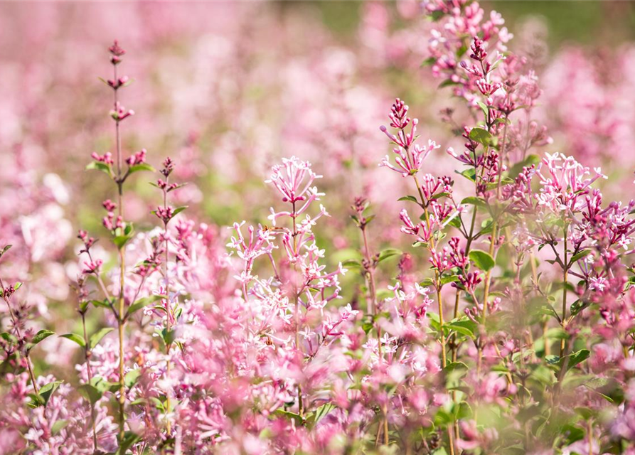 Syringa Bloomerang Pink Perfume