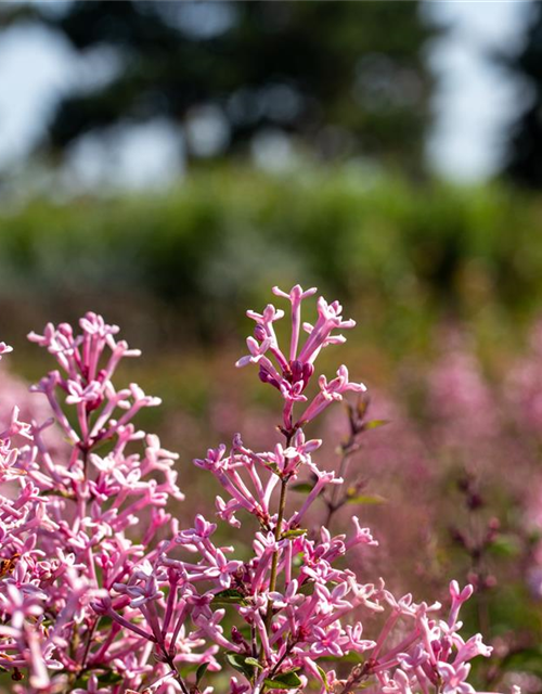 Syringa Bloomerang Pink Perfume