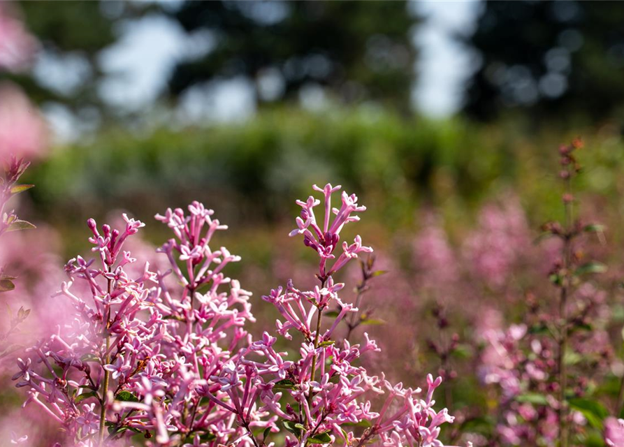 Syringa Bloomerang Pink Perfume