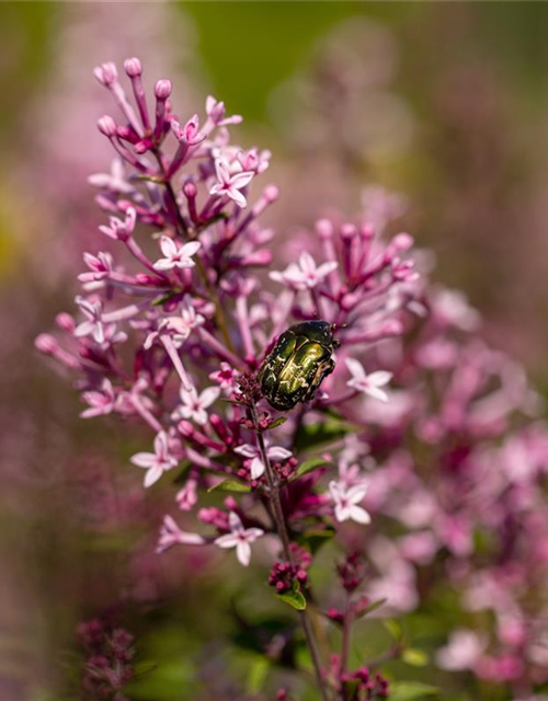 Syringa Bloomerang Pink Perfume